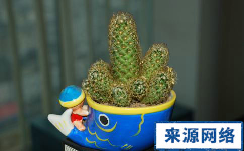 哪些植物可以抗电脑辐射 抗辐射的植物有哪些 如何抗电脑辐射 抗电脑辐射吃什么