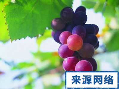吃葡萄不吐葡萄皮 吃葡萄要吐葡萄皮吗 吃葡萄皮的好处 吃葡萄