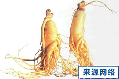 人参滋补 人参防甲流 人参增强抵抗力 人参抗病毒 人参防病