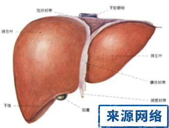 如何保护你的肝 脂肪肝 不良生活方式 后天性疾病 自我保肝 保肝的科普知识