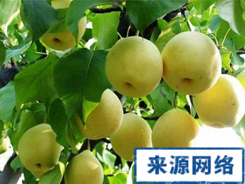 饭后吃梨 致癌物 饭后吃梨排出致癌物 健康问题 饭后吃梨好处