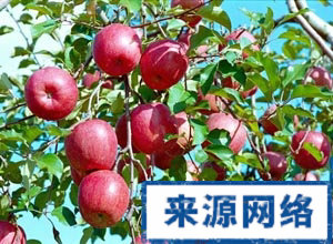 健康饮食 饮食 健康 哮喘 肺癌