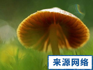 春季常见引发中毒食物有哪些 哪些食物春季易中毒 春季如何预防食物中毒 食物中毒怎么办