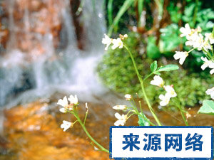 什么是免疫类疾病 是什么降低免疫力 春季过敏怎么办