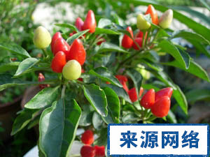 长期食用辣椒有什么危害 哪些人不宜长期食用辣椒 辣椒有什么作用