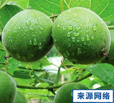 雾霾天吃什么 雾霾天 雾霾天气吃什么好