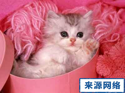 儿童保健 宝宝被动物咬伤怎么办