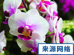 室内不宜栽种的九种植物 家居保健 哪些花不宜室内栽种