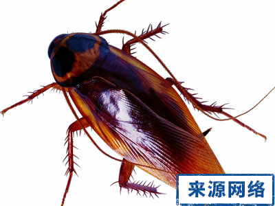 夏季家中应如何防蟑螂? 蟑螂 夏季家居保健 夏季如何防蟑螂