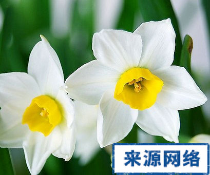 家中不宜摆放的绿色植物 家中不能放的鲜花 不能放在室内的花草