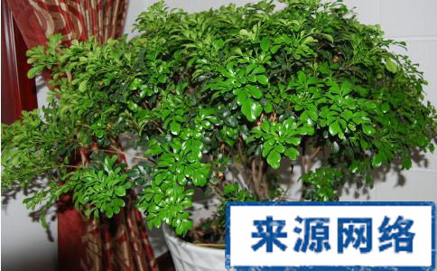 家里有哪些花是不能摆放的 如何布置房间 如何养花好