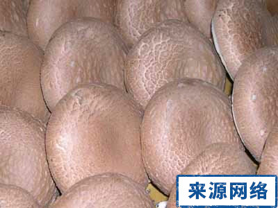 女性保健 女性如何提高免疫力 提高免疫力吃什么