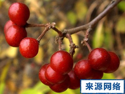 痛经女性不宜吃什么? 女性保健 女性痛经不宜吃什么 痛经