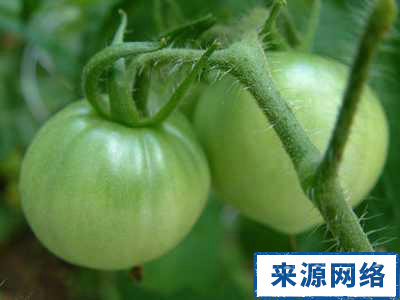 夏季养生 夏季哪些食物不宜吃 夏季哪些食物有毒