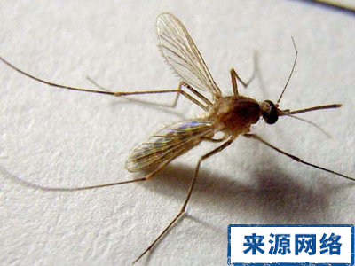 夏季保健 夏季什么时候驱蚊最好 