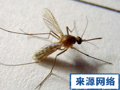 夏季驱蚊绝招有那哪些? 夏季保健 夏季如何驱蚊 夏季驱蚊有什么方法