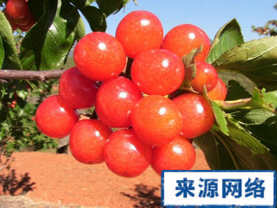 水果病 夏季保健 夏季易得哪些水果病 