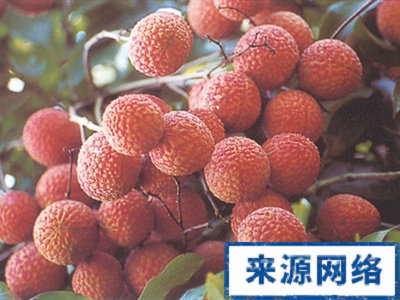 夏季怎么吃荔枝健康? 夏季保健 夏季怎么吃荔枝 荔枝有什么营养