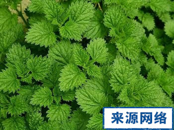 薄荷 夏季防暑 防暑降温 如何驱虫 薄荷的功效 薄荷防暑